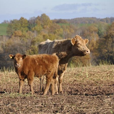 Appartamento Zum Landidyll Lugau Esterno foto