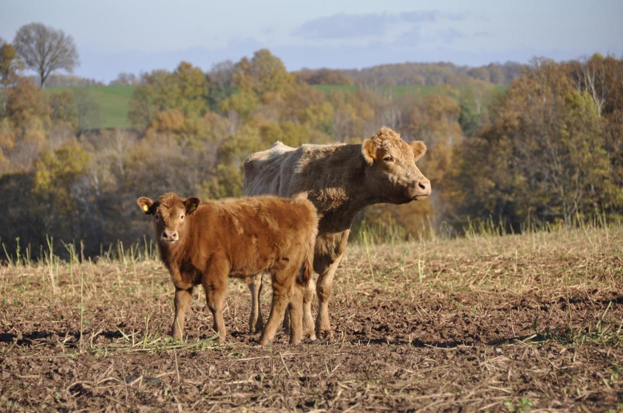 Appartamento Zum Landidyll Lugau Esterno foto